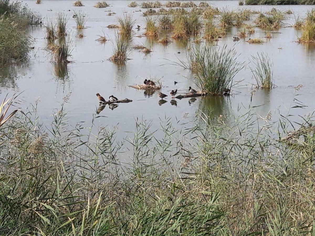 Affittacamere Lo Segador El Poblenou del Delta Esterno foto